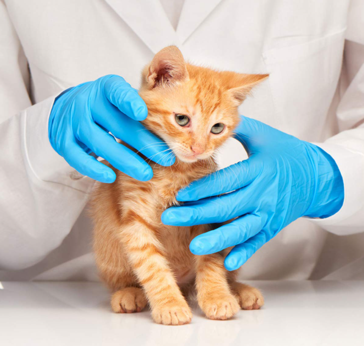 4 Mil Blue Nitrile Gloves (Exam Grade)(1000 ct)